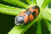 Cercopis vulnerata