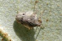 Issus coleoptratus