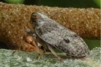Issus coleoptratus