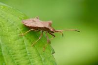 Coreus marginatus