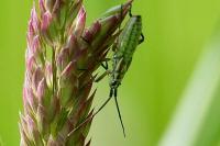 Leptopterna dolabrata
