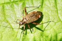 Closterotomus fulvomaculatus