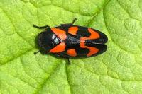 Cercopis vulnerata