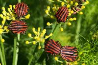 Graphosoma italicum