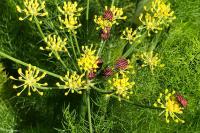 Graphosoma italicum