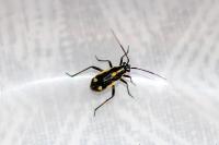 Capsodes sulcatus