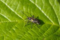 Capsodes sulcatus