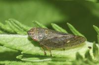 Aphrophora salicina
