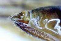 Aphrophora salicina