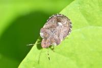 Dyroderes umbraculatus