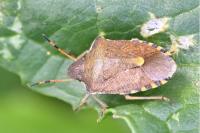 Peribalus strictus
