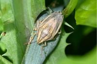 Aelia acuminata