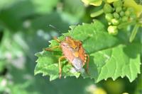 Carpocoris purpureipennis