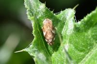 Philaenus spumarius