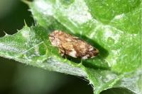 Philaenus spumarius