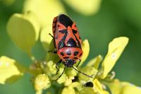 Eurydema ornata