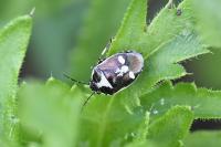 Eurydema oleracea