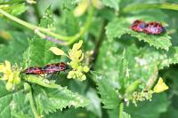 Eurydema ventralis