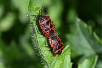 Eurydema ventralis