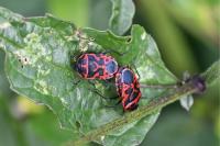 Eurydema ventralis