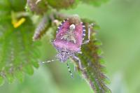 Dolycoris baccarum