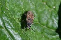 Peritrechus