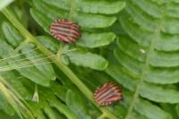 Graphosoma italicum