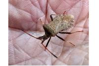 Coreus marginatus