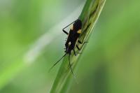 Capsodes sulcatus