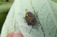 Dolycoris baccarum