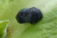 Penthimia nigra