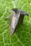 Centrotus cornutus