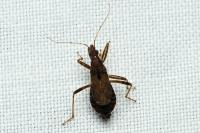 Himacerus mirmicoides
