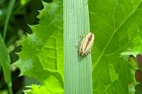 Philaenus spumarius
