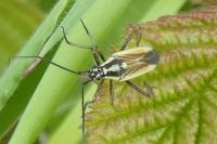 Leptopterna dolabrata