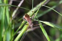 Camptopus lateralis
