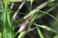 Camptopus lateralis