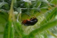 Geocoris erythrocephalus