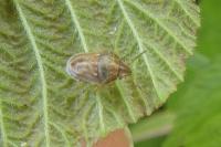 Neottiglossa leporina