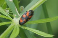 Cercopis vulnerata