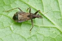 Himacerus mirmicoides