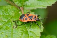 Pyrrhocoris apterus