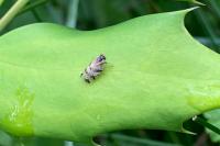 Tachycixius venustulus