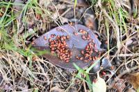 Pyrrhocoris apterus