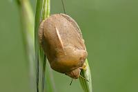 Eurygaster austriaca