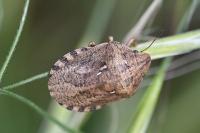 Eurygaster maura