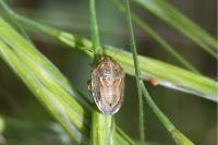 Neottiglossa leporina
