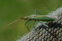 Stenodema laevigata