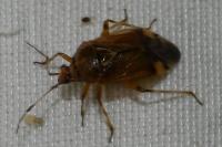 Deraeocoris lutescens