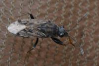 Peritrechus gracilicornis